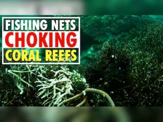 Thai divers remove fishing nets bleaching protected coral reefs