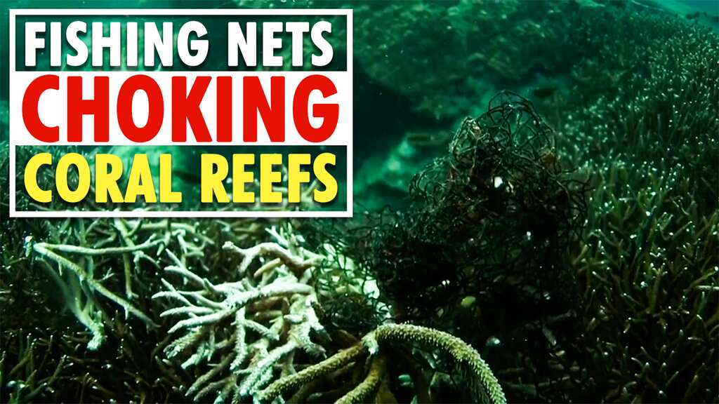 Thai divers remove fishing nets bleaching protected coral reefs