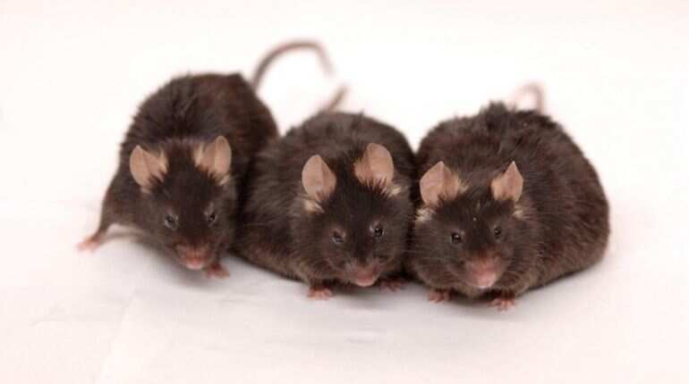 Mouse plague in Australia's New South Wales forces evacuation of jail