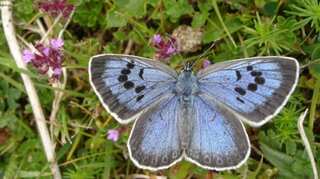 Colombia is home to 20% of all butterfly species in the world, study finds