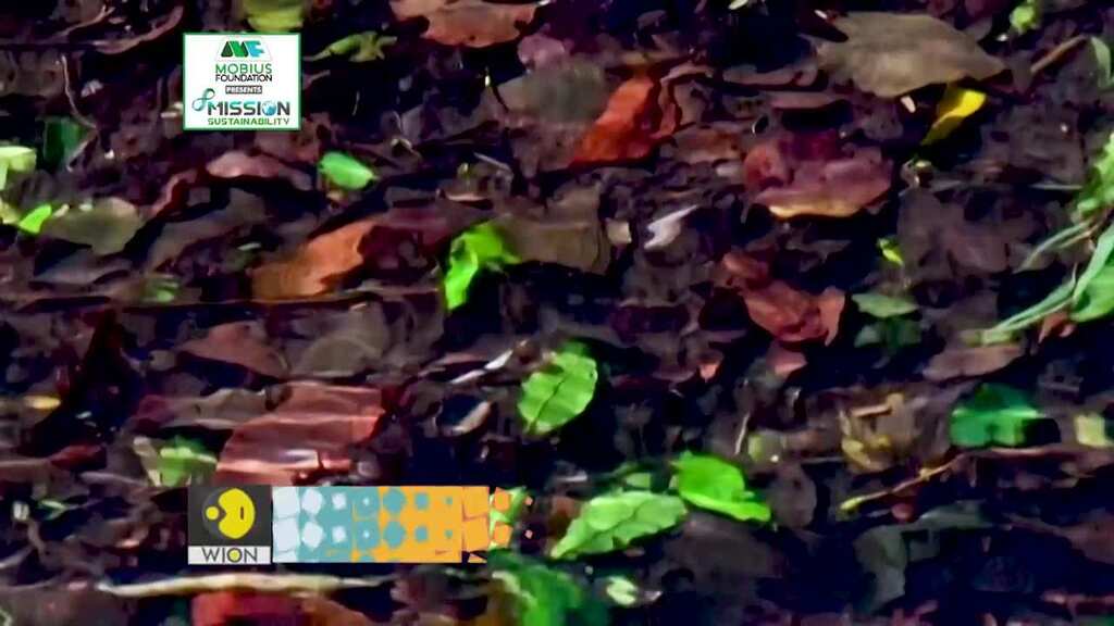 Mission Sustainability: Why do we need to conserve biodiversity for our existence?