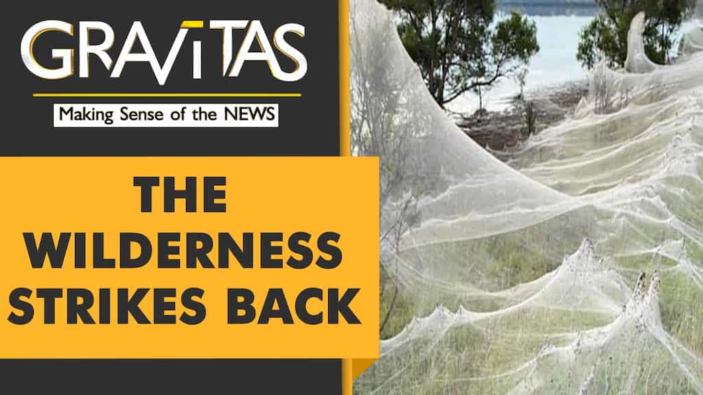 Gravitas: Raining mice & spider webs in Australia