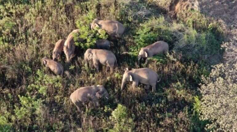 March of the elephants: China's rogue herd spotlights habitat loss March of the elephants: China's rogue herd spotlights habitat loss