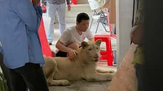 Pet lion of Chinese owner confiscated in Cambodia after TikTok videos
