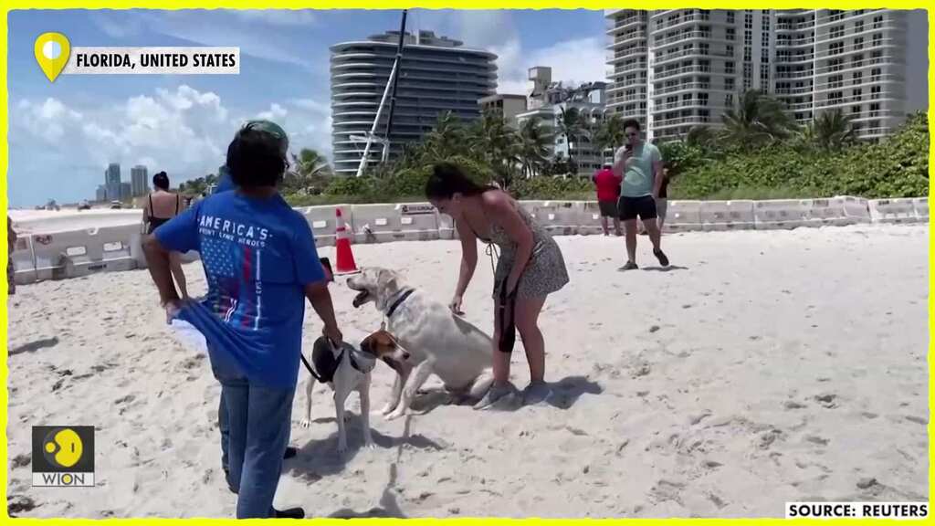 Therapy dogs bring comfort to victims after building collapse