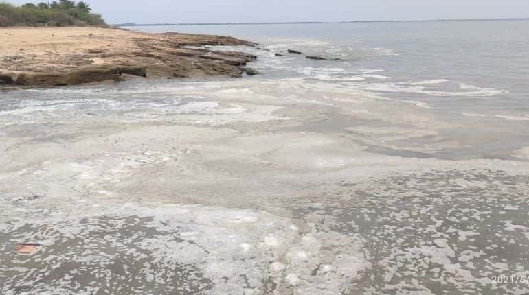 Smelly foam near Indian coast is algal layer, no traces of pollution from shipwreck: Scientist Smelly foam near Indian coast is algal layer, no traces of pollution from shipwreck: Scientist