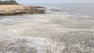 Smelly foam near Indian coast is algal layer, no traces of pollution from shipwreck: Scientist