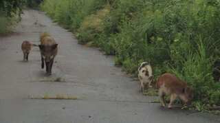 Hong Kong: Authorities begin hunting wild boars amid public safety fears