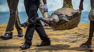 Hundreds of turtle carcasses wash ashore in the aftermath of the Sri Lankan ship disaster