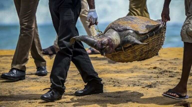 Hundreds of turtle carcasses wash ashore in the aftermath of the Sri Lankan ship disaster