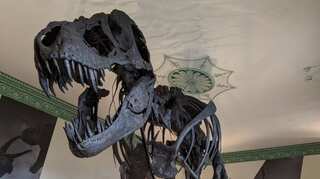 Titus the T-Rex goes on display in England