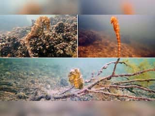 Endangered: Divers spot rare seahorses in dirty lagoon of Greece