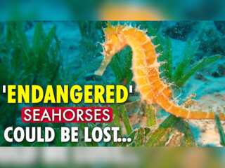 Divers make rare sighting of 'hundreds' of seahorses in polluted Greek lagoon