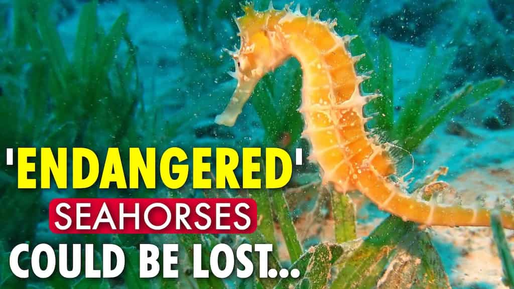 Divers make rare sighting of 'hundreds' of seahorses in polluted Greek lagoon