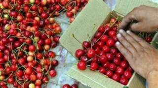 Italian farmers produce world's largest and heaviest cherry