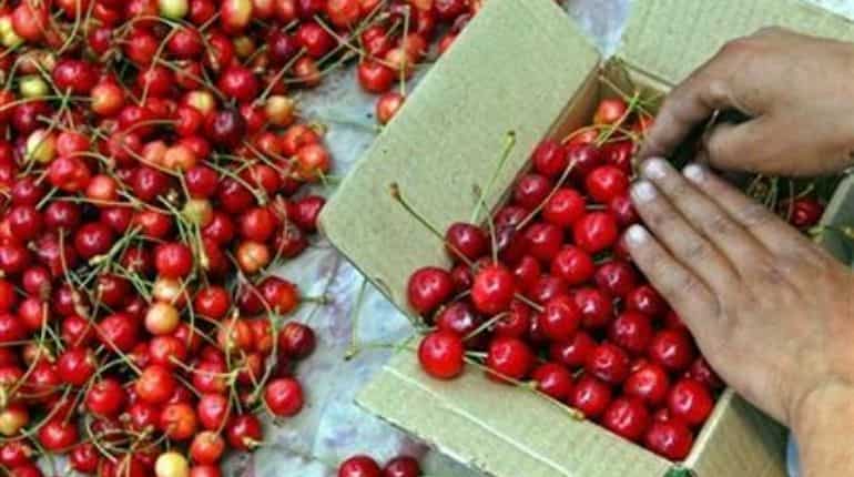 Italian farmers produce world's largest and heaviest cherry