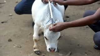 Bangladesh's dwarf cow becomes a media star, tourists flock for a glimpse