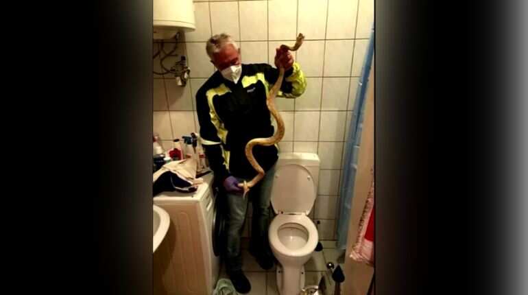 'Shock of my life': Python bites Austrian man during visit to toilet