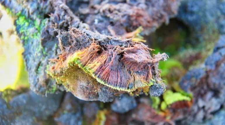 Indian scientists discover new plant species in Antarctica Indian scientists discover new plant species in Antarctica