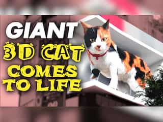Gigantic 3D cat on Tokyo billboard dazzles passersby