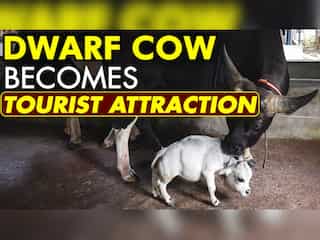 Thousands flock to see dwarf cow in Bangladesh