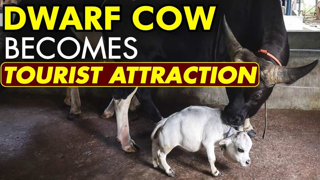 Thousands flock to see dwarf cow in Bangladesh