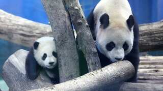 In China, pandas get a status upgrade from "Endangered" to "Vulnerable"