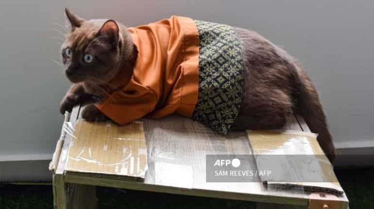 People consider their pet a ‘soulmate’, reveals study