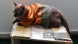 Study finds that pets are at risk of covid infection from their owners, not the other way around