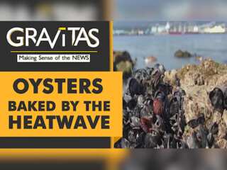 Gravitas: Canada heatwave: 1 Billion sea animals dead