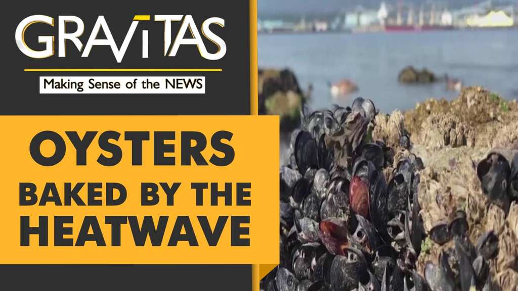 Gravitas: Canada heatwave: 1 Billion sea animals dead