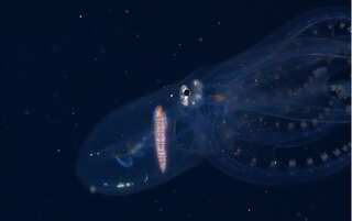 Watch: Glass octopus videotaped by marine scientists in the Pacific Ocean