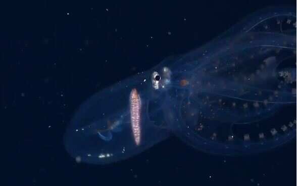 Watch: Glass octopus videotaped by marine scientists in the Pacific Ocean