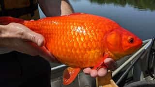 Miniature to monstrous: Goldfish abandoned in lakes grow bigger in size