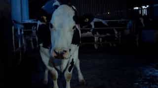 How a dairy cow has found instant fame at Cannes Film Festival