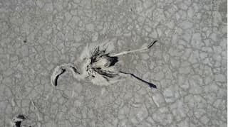 Thousands of flamingos found dead in Turkey, alarming environmentalists