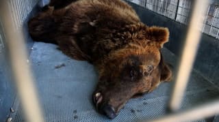Two rescued bears make their way from Lebanon to the US