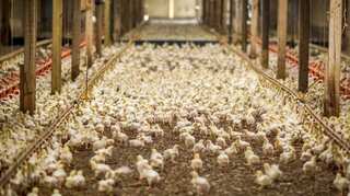 Mississippi poultry plant reaches settlement with OSHA after teen's death in 2023