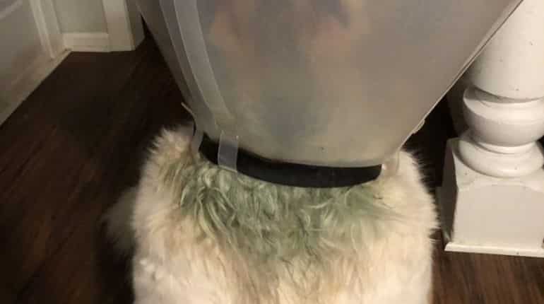 Dog parent raises alarm after her pet's skin turns green due to cone of shame Dog parent raises alarm after her pet's skin turns green due to cone of shame