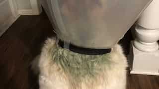 Dog parent raises alarm after her pet's skin turns green due to cone of shame