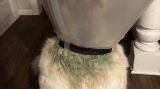 Dog parent raises alarm after her pet's skin turns green due to cone of shame