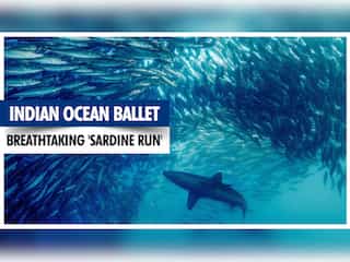 Indian Ocean ballet: South Africa's breathtaking 'sardine run'