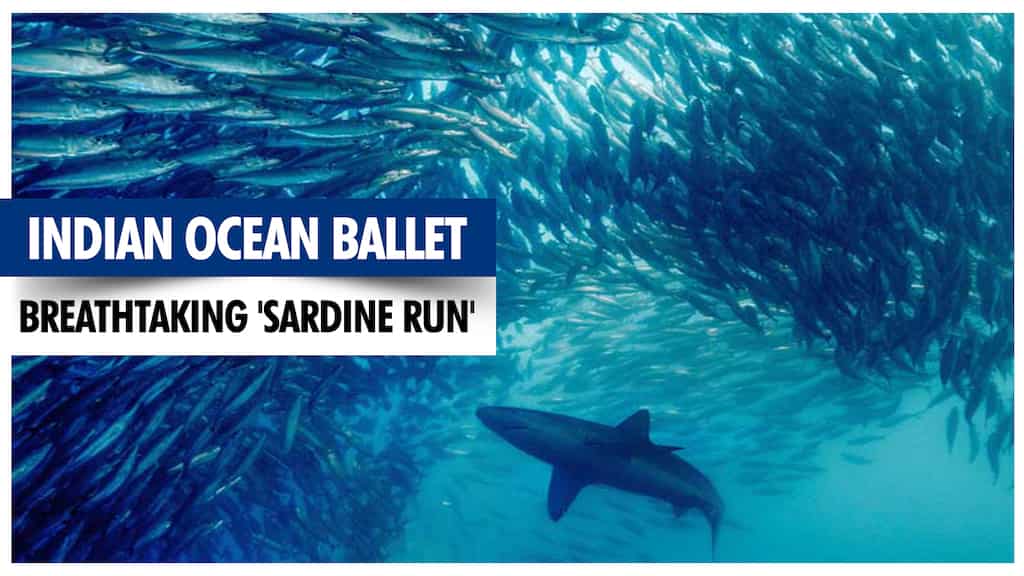 Indian Ocean ballet: South Africa's breathtaking 'sardine run'