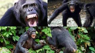Chimpanzees killing gorillas: Scientists witness brutal scene for the first time ever