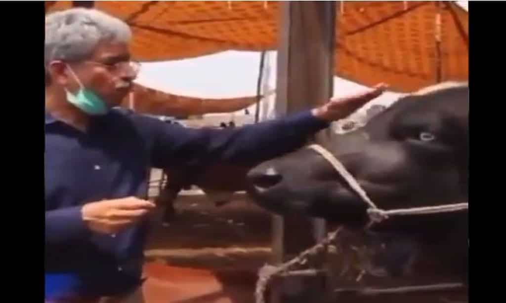 Pakistan reporter Amin Hafeez interviews a buffalo on Eid-ul-Zuha and even gets a response