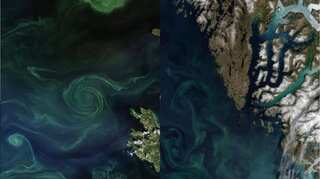 'Summer is in full bloom': NASA shares satellite images of phytoplanktons
