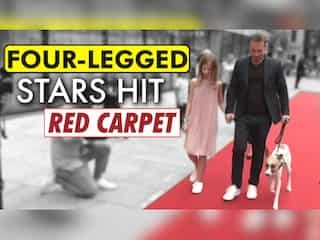 Dog days: Czech canine film stars hit the red carpet, and a new shelter