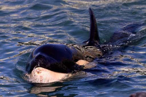 Baby orca dies in New Zealand after fruitless search for mother