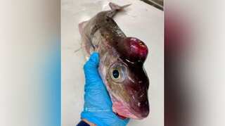 Photos of alien-like sea creatures captured by Russian fisherman go viral