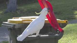Australia: Cockatoos learn how to open bin's lid by watching other birds